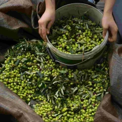 Honest Toil Extra Virgin Greek Olive Oil