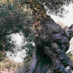 Puglian Extra Virgin Olive Oil in Blue Splatter Ceramic Bottle, 500ml