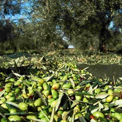 Puglian Extra Virgin Olive Oil in Rainbow Striped Ceramic Bottle, 500ml