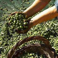 Puglian Extra Virgin Olive Oil in Amphora Bottle, 500ml