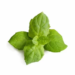 Veritable Asian Lingot Insert, Organic Moroccan Mint